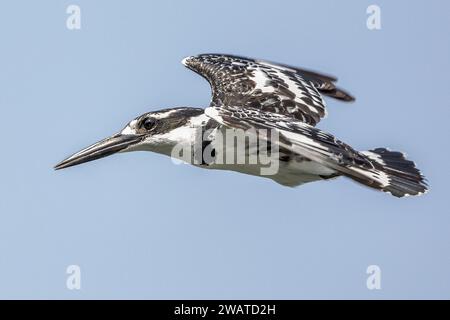 Pied Kingfisher, Shire River, Liwonde National Park, Malawi Foto Stock