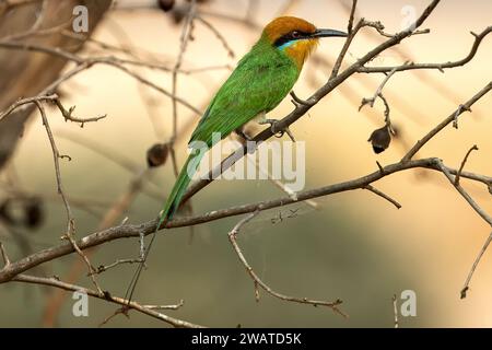 Bohm's Bee-Eater, Majete Wildlife Reserve, Malawi Foto Stock