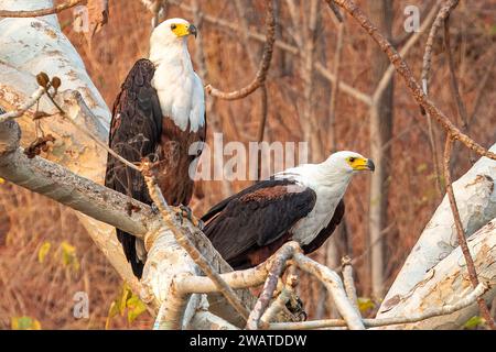 African Fish Eagles, donne e uomini, Parco Nazionale del Lago Malawi, Mangochi, Lago Malawi, Malawi Foto Stock