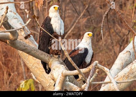 African Fish Eagles, donne e uomini, Parco Nazionale del Lago Malawi, Mangochi, Lago Malawi, Malawi Foto Stock