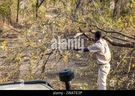 Raddrizzare l'albero caduto a causa dell'elefante, nel tardo pomeriggio, riserva naturale di Majete, Malawi Foto Stock