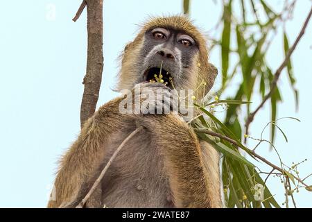 Yellow Baboon, donna adulta, mangiare frutta, Majete Wildlife Reserve, Malawi Foto Stock