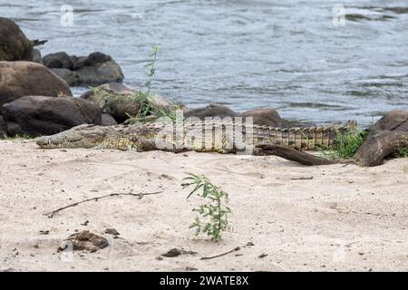 Coccodrillo del Nilo, fiume Shire, riserva naturale di Majete, Malawi Foto Stock