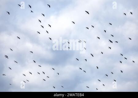 Open Bill africano, Stork, Anastomus lamelligerus, gregge in volo, andando a roost, riserva naturale di Majete, Malawi Foto Stock