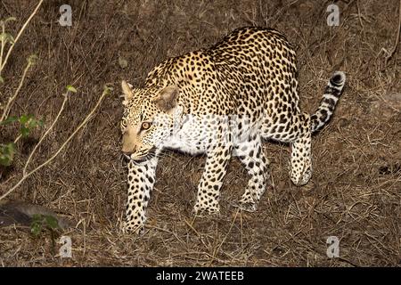 Leopardo, femmina, a caccia, riserva naturale di Majete, Malawi Foto Stock