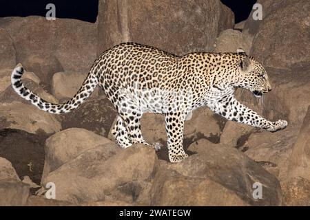 Leopardo, femmina, a caccia, riserva naturale di Majete, Malawi Foto Stock