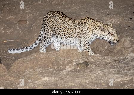 Leopardo, femmina, a caccia, riserva naturale di Majete, Malawi Foto Stock