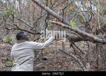 Ripulire la pista dell'albero caduto a causa dell'elefante, con machete, Majete Wildlife Reserve, Malawi Foto Stock