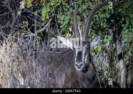 Sable con corno deformato, di notte, Majete Wildlife Reserve, Malawi Foto Stock