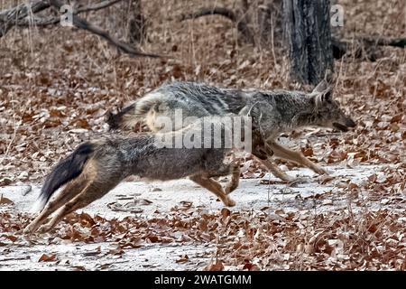 Jackals a righe laterali, jackal a righe laterali, Lupulella adusta, running, crepuscolo, Liwonde National Park, Malawi Foto Stock