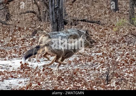 Jackals a righe laterali, jackal a righe laterali, Lupulella adusta, running, crepuscolo, Liwonde National Park, Malawi Foto Stock