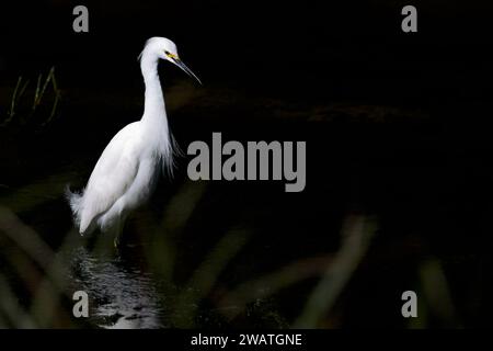 Dramatic Isolation: La suggestiva Egret neve si distingue per il contrasto spettacolare tra le Ombre delle paludi Foto Stock