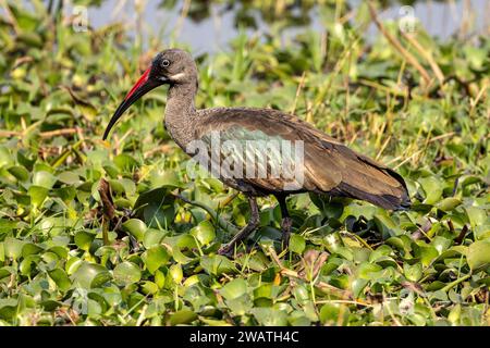 Hadada Ibis, in cerca di giacinto d'acqua, fiume Shire, Parco Nazionale Liwonde, Malawi Foto Stock