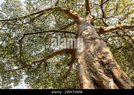 African Star-Chestnut, alias Tick Tree, Sterculia africana, Liwonde National Park, Malawi Foto Stock
