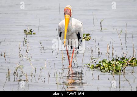 Cicogna a becco giallo, fiume Shire, Parco Nazionale Liwonde, Malawi Foto Stock