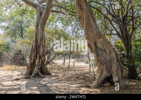 African Star-Chestnut, alias Tick Tree, Sterculia africana, Liwonde National Park, Malawi Foto Stock