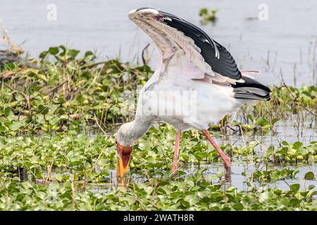 Cicogna a becco giallo, fiume Shire, che usa l'ala come ombra per aiutare a vedere, Liwonde National Park, Malawi Foto Stock