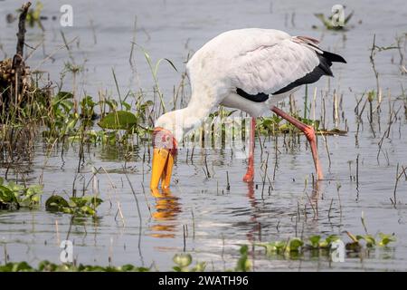 Cicogna a becco giallo, fiume Shire, Parco Nazionale Liwonde, Malawi Foto Stock