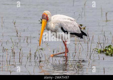 Cicogna a becco giallo, fiume Shire, Parco Nazionale Liwonde, Malawi Foto Stock