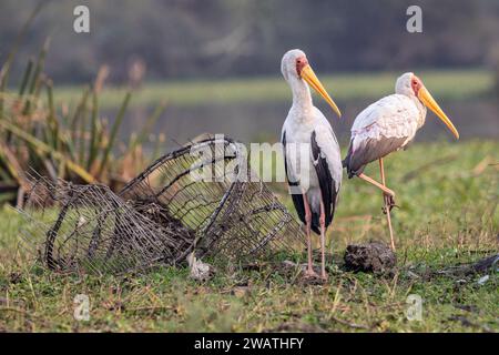 Cicogne a becco giallo, da bracconieri scartati gabbia di cattura dei pesci, Liwonde National Park, Malawi Foto Stock