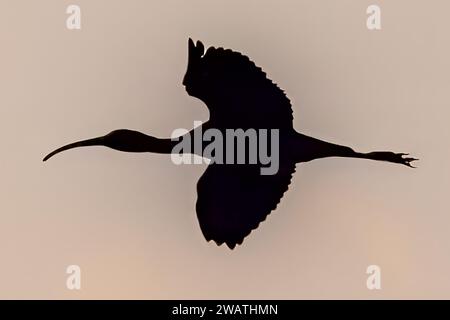 Hadada Ibis, tramonto, Parco Nazionale Liwonde, Malawi Foto Stock