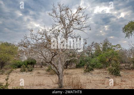 Tongakierie alias Tennis Ball Tree, Crateva kirkii, ex Cladostemon kirkii, Parco Nazionale Liwonde, Malawi. Frutta preferita di babbuini e roditori. R Foto Stock