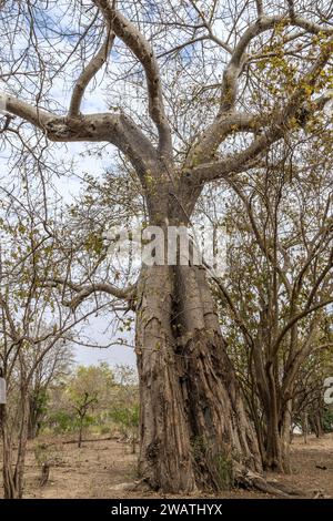 Albero di Baobab, Adansonia digitata, detto baobab africano, albero del pane-scimmia, albero capovolto, crema di tartaro, Parco Nazionale Liwonde, Malawi Foto Stock