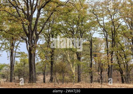Foresta di Mopani e albero della febbre, Parco Nazionale di Liwonde, Malawi. Mopani significa farfalla a causa della forma delle foglie. Foto Stock