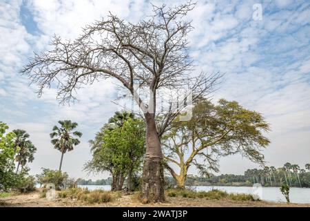 Baobab, febbre, palma, fiume Shire, Parco Nazionale Liwonde, Malawi Foto Stock