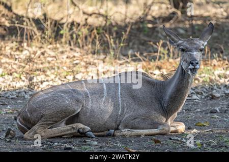 Greater Kudu femminile, masticando il cud, Liwonde National Park, Malawi Foto Stock