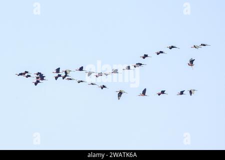 Hadada Ibis, Flock, Liwonde National Park, Malawi Foto Stock