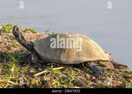 Terrapina incerta dentellata, Pelusios sinuatus, che si riscalda, fiume Shire, Parco Nazionale Liwonde, Malawi Foto Stock