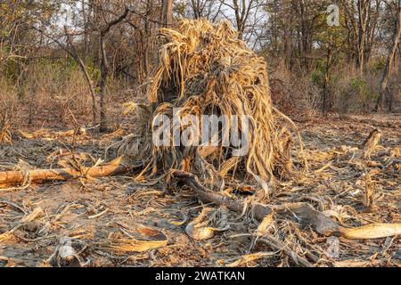 Albero di Baobab distrutto dagli elefanti per il cibo, crepuscolo, Parco Nazionale di Liwonde, Malawi Foto Stock