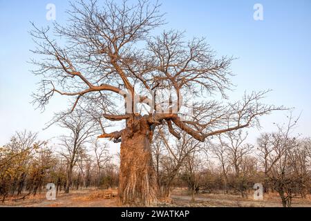 Albero di Baobab con cablaggio di protezione (da elefanti), crepuscolo, Parco Nazionale di Liwonde, Malawi Foto Stock