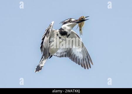 Pied Kingfisher, Shire River, Liwonde National Park, Malawi Foto Stock