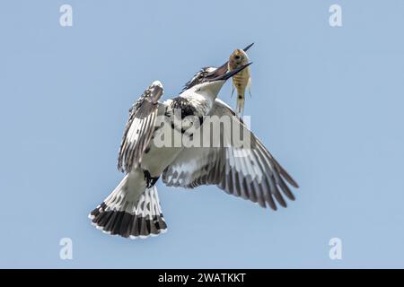 Pied Kingfisher, Shire River, Liwonde National Park, Malawi Foto Stock