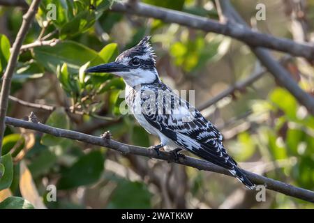 Pied Kingfisher, Shire River, Liwonde National Park, Malawi Foto Stock