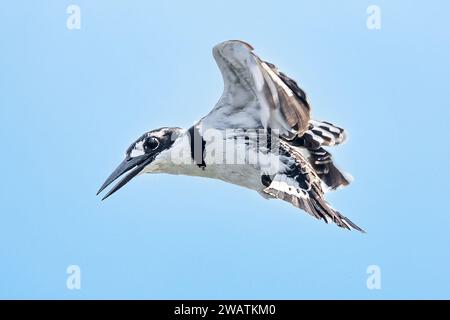 Pied Kingfisher, Shire River, Liwonde National Park, Malawi Foto Stock