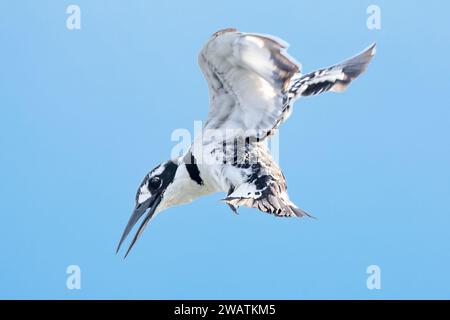 Pied Kingfisher, Shire River, Liwonde National Park, Malawi Foto Stock