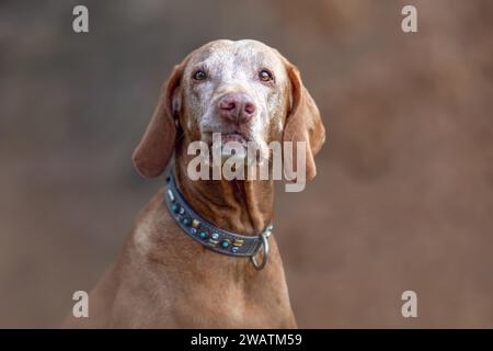 Un anziano cane Magyar Vizsla all'aperto Foto Stock