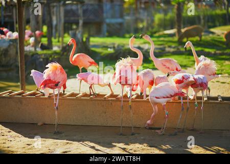 Molti fenicotteri rosa nel parco zoologico di Parigi, in Francia Foto Stock