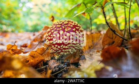 Una vista ravvicinata di uno sgabello colorato che si spinge attraverso i rifiuti di foglie sul pavimento della foresta di Harcourt, nel centro di Victoria, Australia Foto Stock