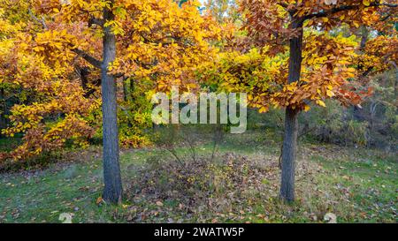 Un paio di alberi di quercia in pieno autunno in una piccola radura in una foresta a Harcourt nel Victoria centrale, Australia. Foto Stock