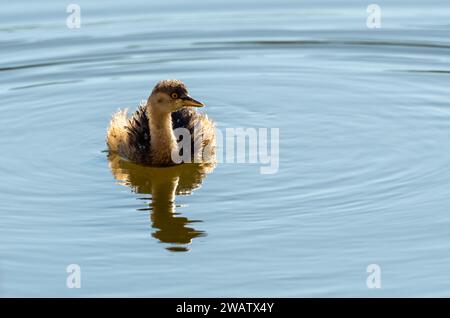 Grebe Australasiano (Tachybaptus novaehollandiae) alla luce del sole del mattino presto. Foto Stock