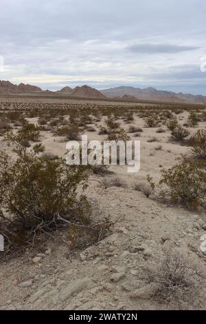 Creosote Bush Scrub, composto da Larrea Tridentata e associati, è una comunità vegetale nativa dominante nel deserto del Mojave meridionale. Foto Stock