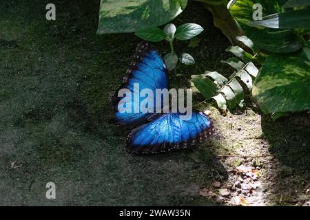 Farfalla Morpho blu (Morpho menelaus) che riposa a terra, sull'isola di Aruba. Foglie verdi nelle vicinanze. Foto Stock