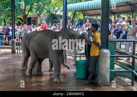 n impaziente vitello elefante attende di essere nutrito con una bottiglia di latte da un gestore presso l'Orfanotrofio degli elefanti di Pinnawala in Sri Lanka. Foto Stock