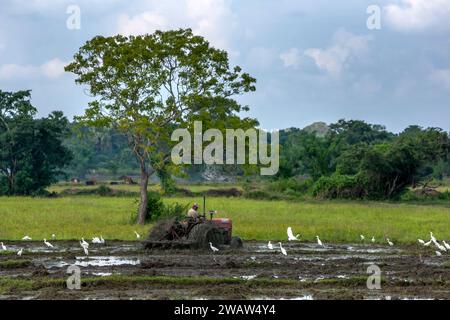 Un agricoltore coltiva una risaia utilizzando un trattore nella provincia nord-orientale dello Sri Lanka. Foto Stock