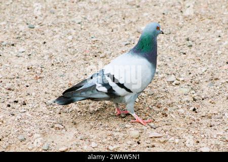 Profilo piccione nella sabbia Foto Stock
