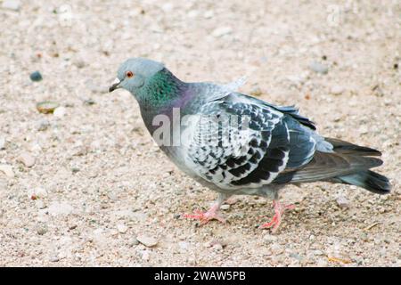Profilo piccione nella sabbia Foto Stock